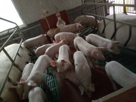 养猪业现状（2022-09-18中联合育-精准育繁推项目启动）
