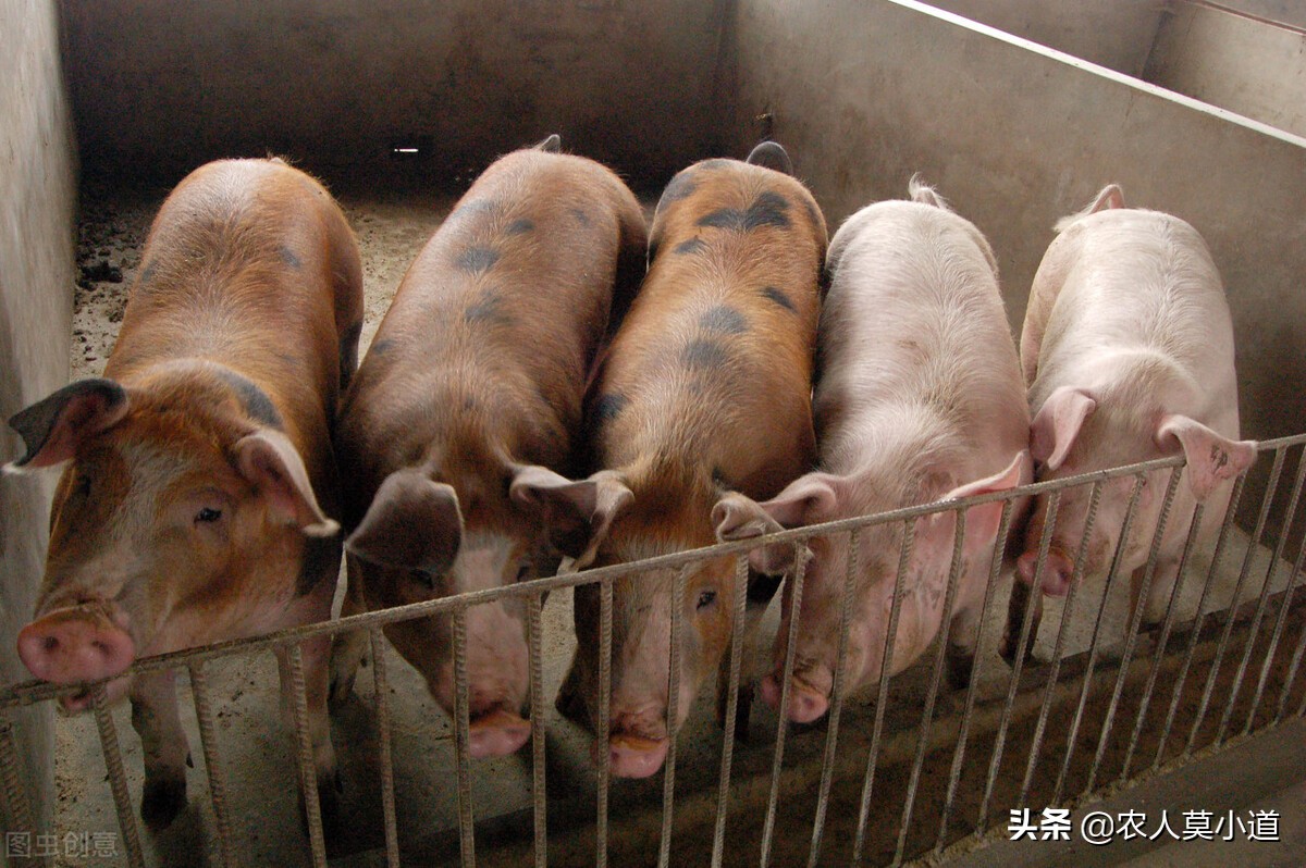 猪场养不起猪了养点什么好？不管养什么，都需要注意的几个问题？