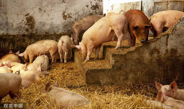 猪常见的疾病及治疗方法有哪些？猪常见病的治疗用药方案