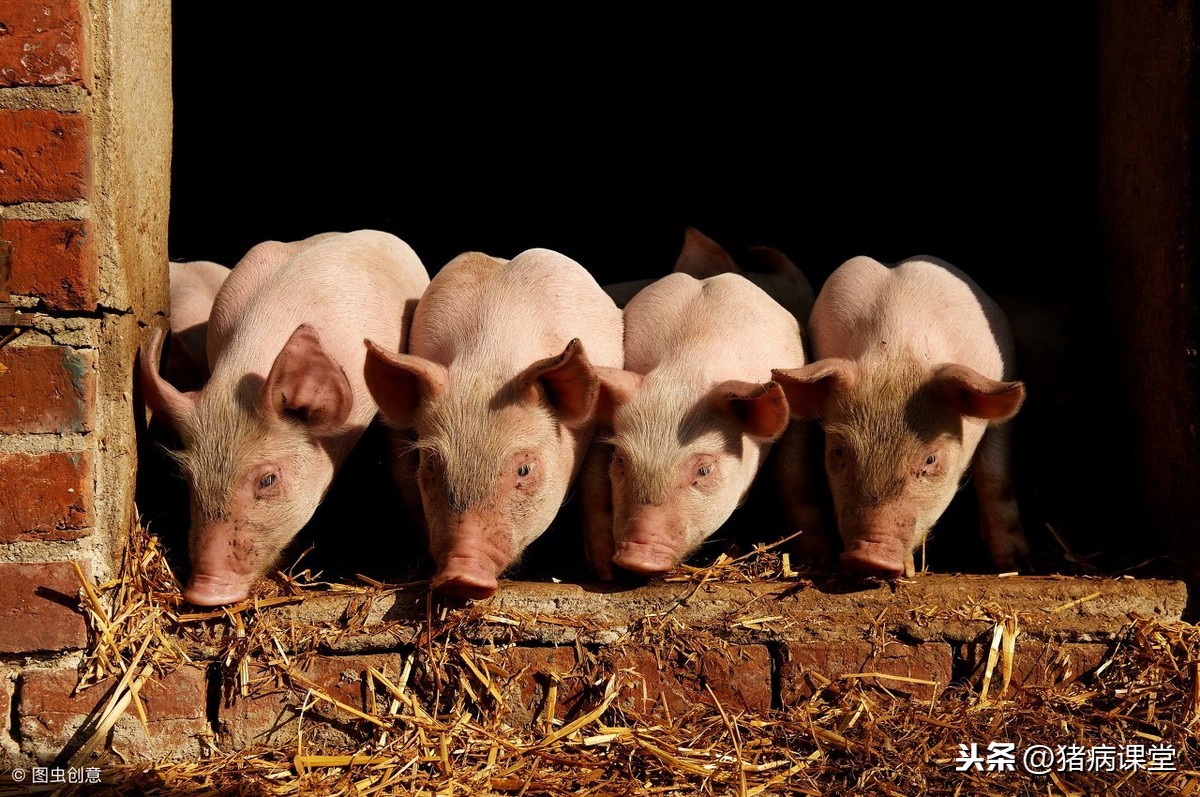 养猪-猪常见中毒病的症状及预防讲解
