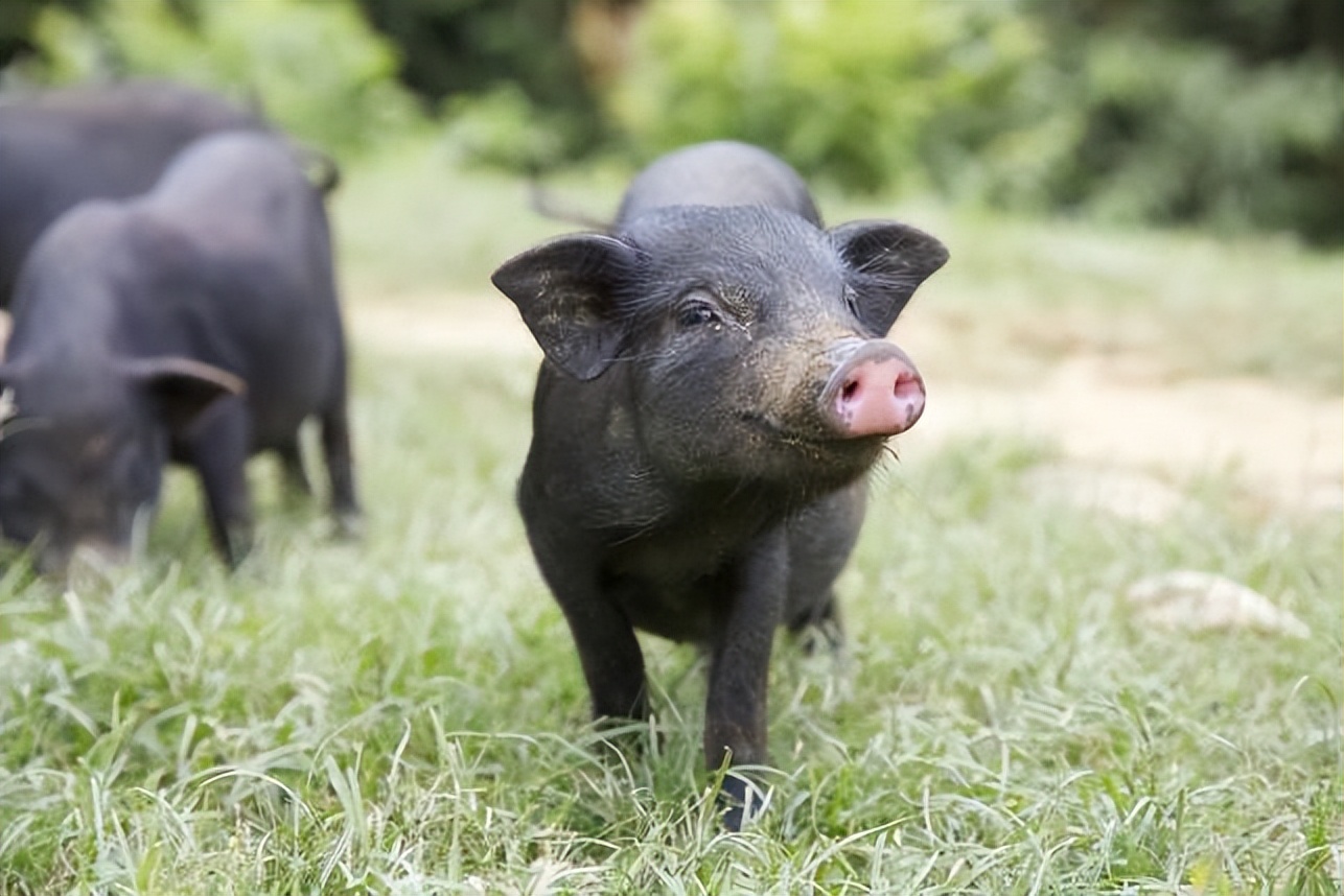 中华土猪有多难！猪八戒是黑猪，洋猪入侵中国30年，31种濒临灭绝
