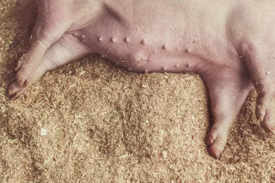 三伏天要重点预防的5种猪病，最怕的是它们混合感染