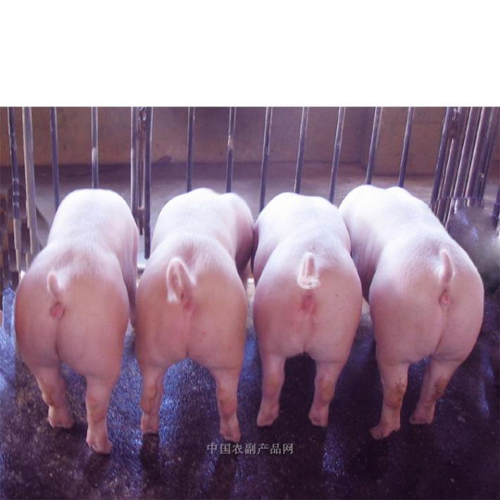 猪场“小小”呼吸道，难倒了各位养殖老板们，到底是为什么呢？