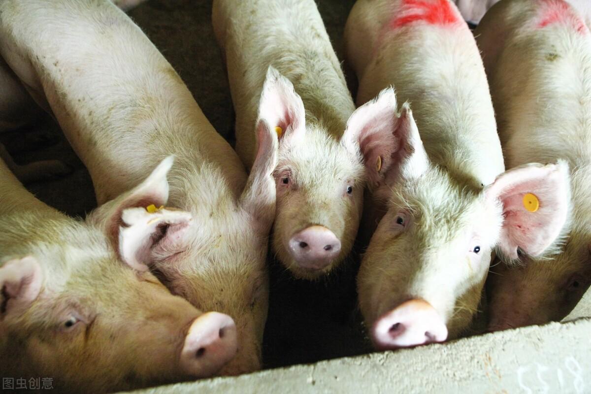 技术达人：猪场常见的猪病治疗兽药组方推荐