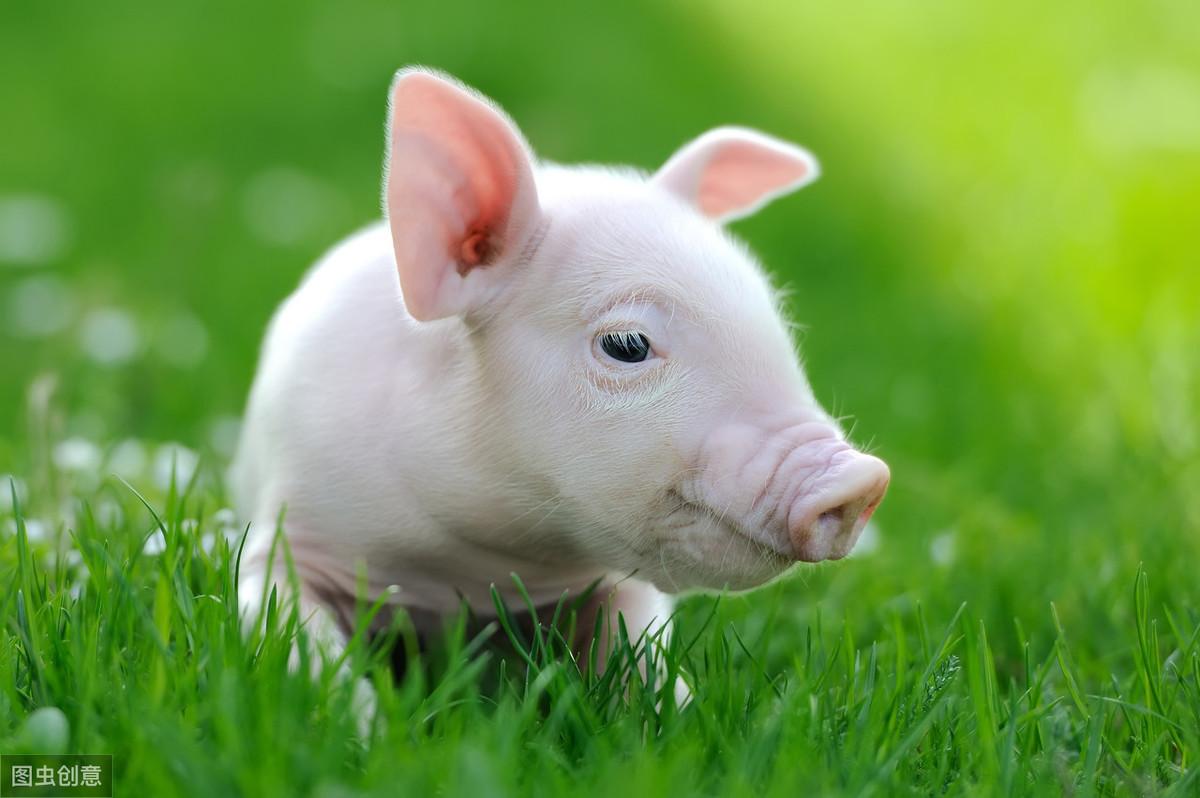 猪“蓝耳病”预防措施