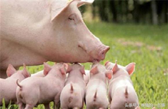 “12种”母猪常见疾病的防治