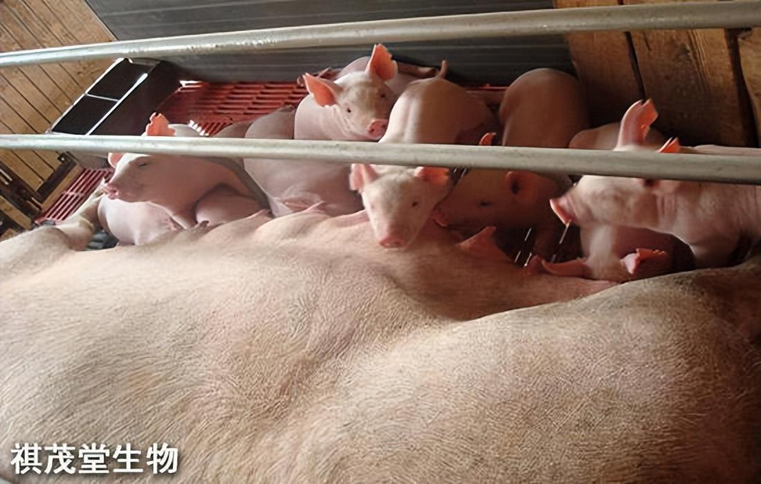 猪养殖常见病害有哪些？常见猪病的预防及治疗技巧，用什么中药？