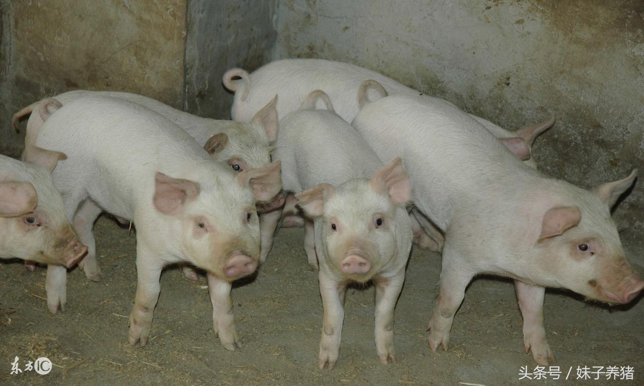 猪场技术，养猪人这5种猪病，用土霉素治疗效果好，还省钱