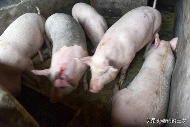 农村小伙子在广东养猪，200头“牛猪”去年过年没卖，该咋办？