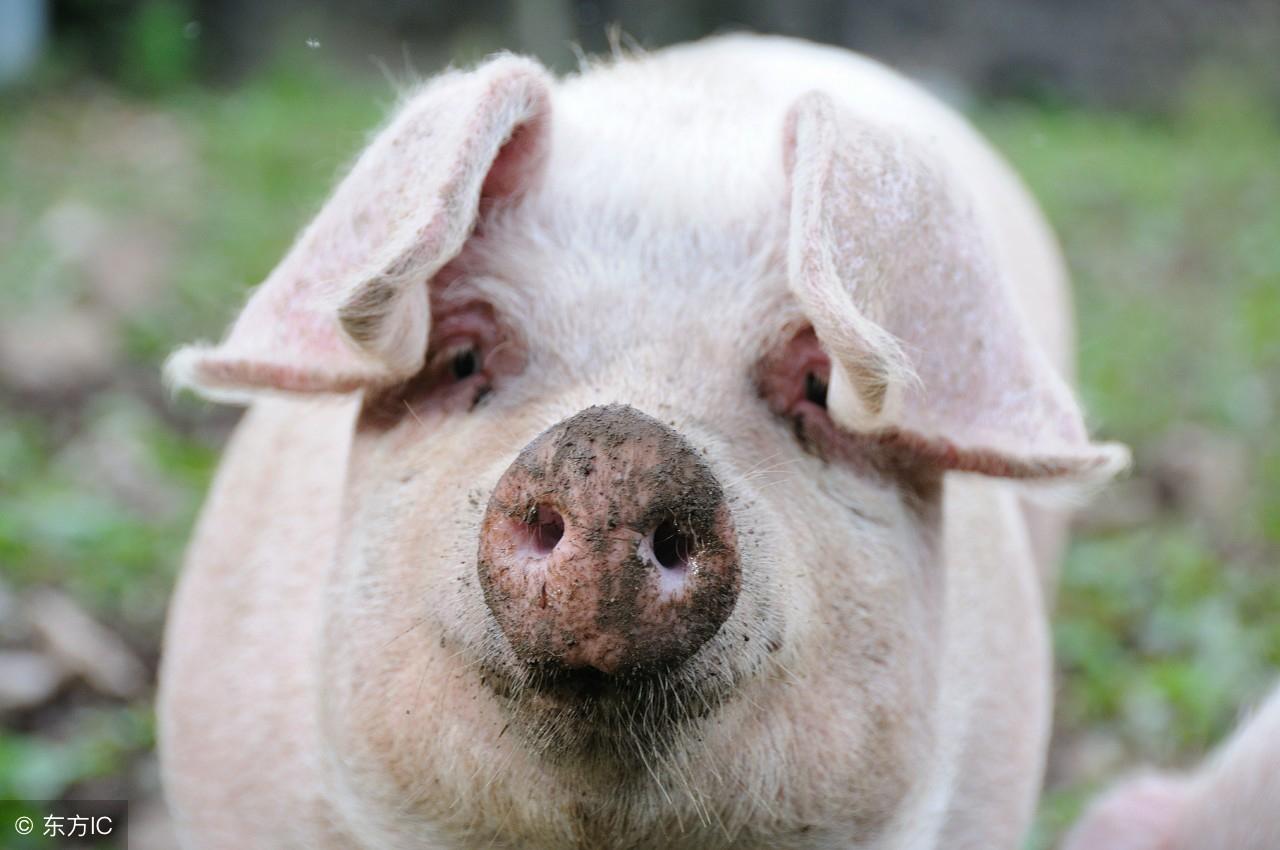 ﻿如何确定公猪标准化养殖管理要点
