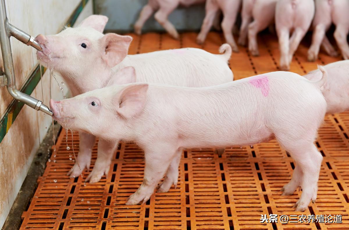 仔猪水肿病与饲料营养之间的关系