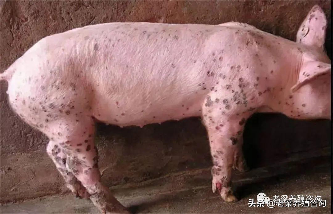 养猪常见的七种皮肤病的治疗办法，养猪人值得收藏 