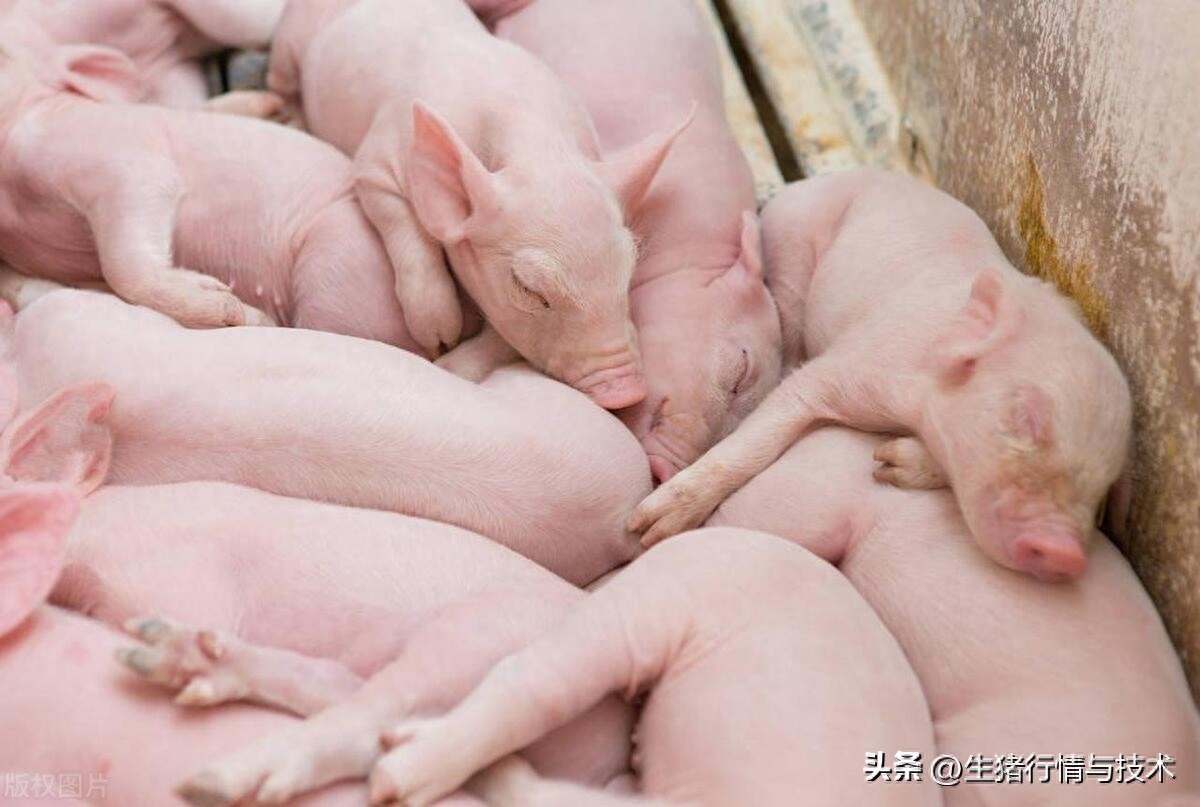 仔猪的饲养管理与常见病防治