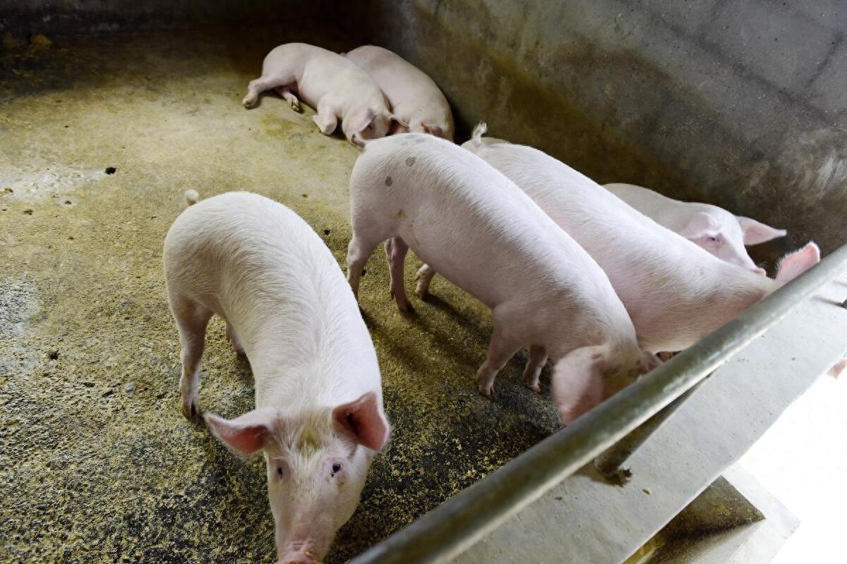 10月24日，养猪人卖猪的价格