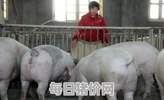 2023-11-9今日猪价，河北省最新猪价，河北省生猪价格行情图表（单位：元/斤）