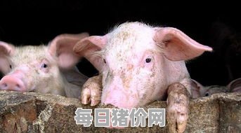 今日仔猪价格：2024年1月10日河北省仔猪行情