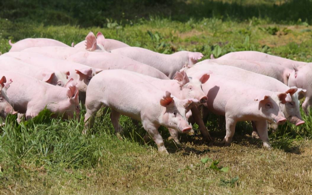 秋季猪流感来袭，大片猪群生病，猪场可要抓紧时间做好预防！