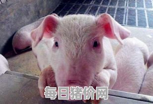 2023-11-11今日猪价，内蒙古最新猪价，内蒙古生猪价格行情图表（单位：元/斤）