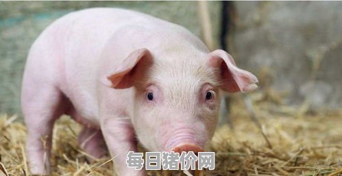 今日仔猪价格：2023年11月13日安徽省今日仔猪价格表