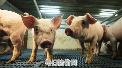 今日仔猪价格：2023年11月17日贵州省仔猪的价格