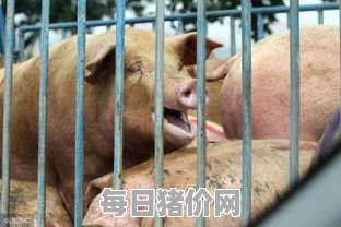 2023-11-20今日猪价，江西省最新猪价，江西省生猪价格行情图表（单位：元/斤）