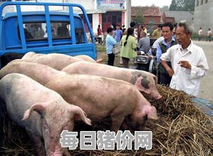 2023-11-20今日猪价，广西最新猪价，广西生猪价格行情图表（单位：元/斤）