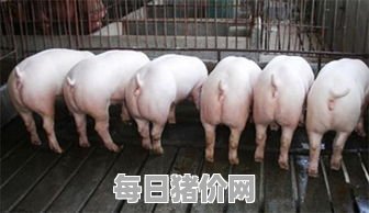 今日仔猪价格：2023年12月20日甘肃省最新仔猪价格