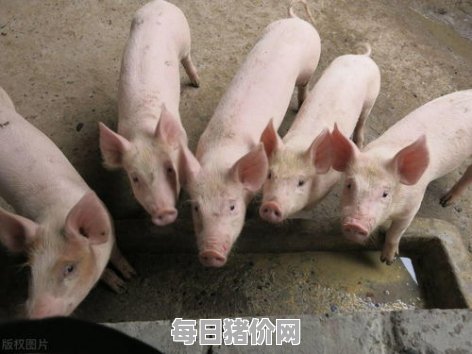 2023-11-22今日猪价，广西最新猪价，广西生猪价格行情图表（单位：元/斤）