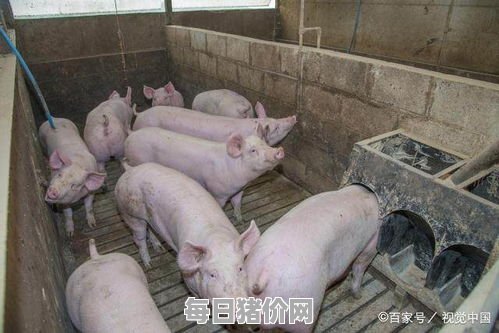 2023-11-22今日猪价，内蒙古最新猪价，内蒙古生猪价格行情图表（单位：元/斤）