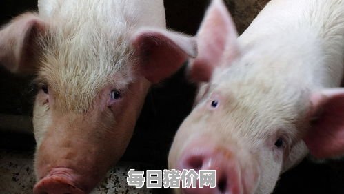 2023-11-23今日猪价，贵州省最新猪价，贵州省生猪价格行情图表（单位：元/斤）