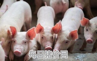 2023-11-28今日猪价，福建省最新猪价，福建省生猪价格行情图表（单位：元/斤）