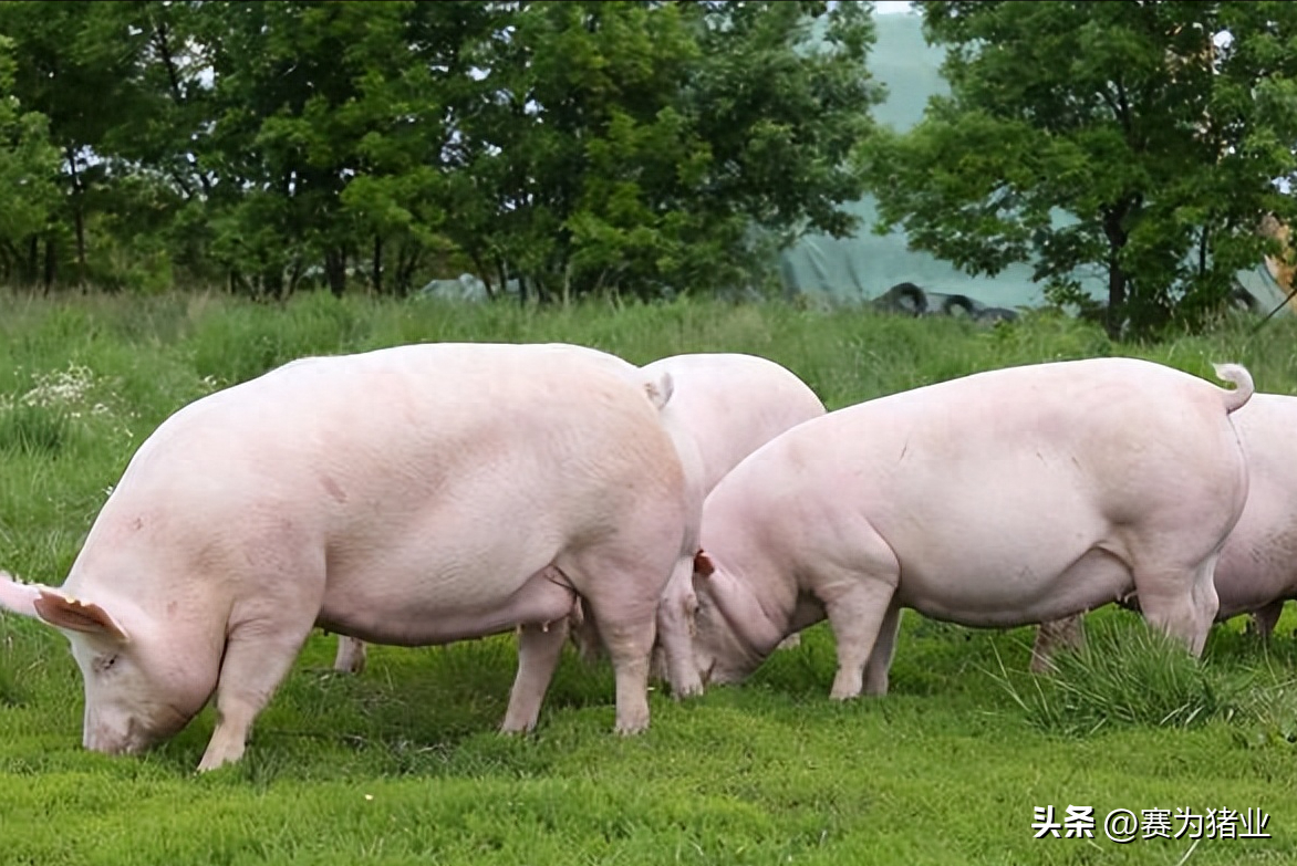 猪场常见的疾病有哪些，您知道吗？