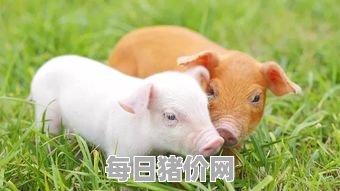 今日仔猪价格：2023年11月29日云南省仔猪价格行情走势