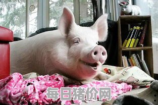 今日仔猪价格：2023年11月28日辽宁省仔猪价格行情走势