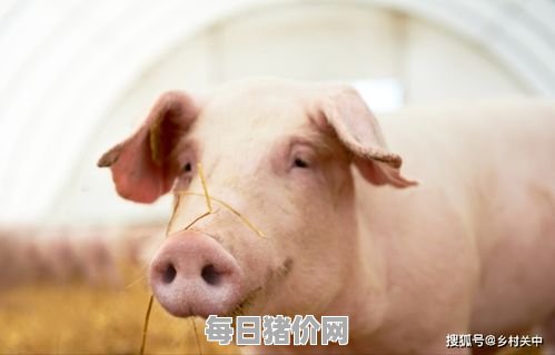 2023-12-1今日猪价，山西省最新猪价，山西省生猪价格行情图表（单位：元/斤）