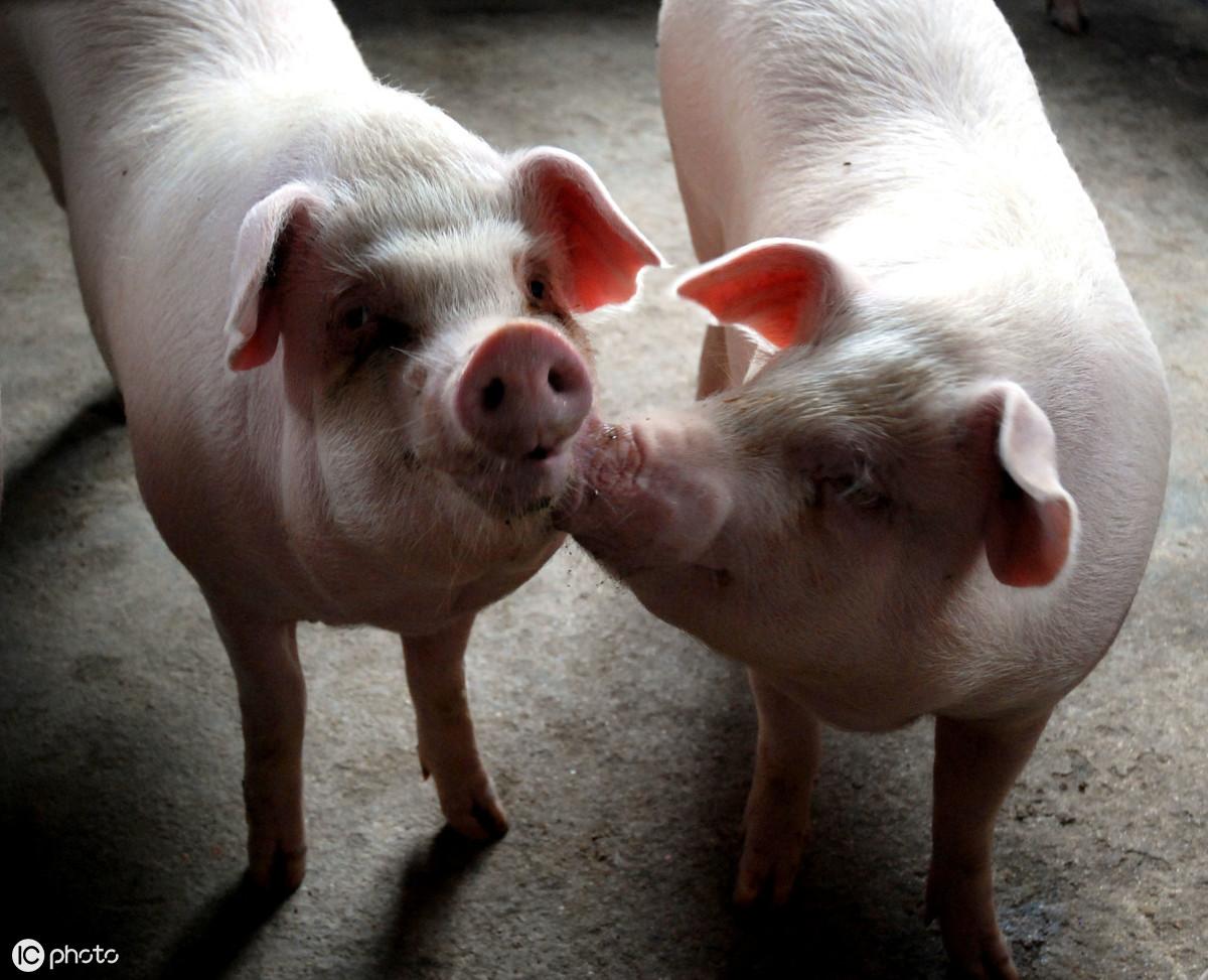 初产母猪谨防细小病毒感染，稍有疏忽就可能造成整窝仔猪死亡