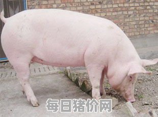 今日仔猪价格：2024年1月16日天津市仔猪价格表