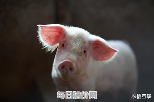 2023-12-8今日猪价，海南省最新猪价，海南省生猪价格行情图表（单位：元/斤）