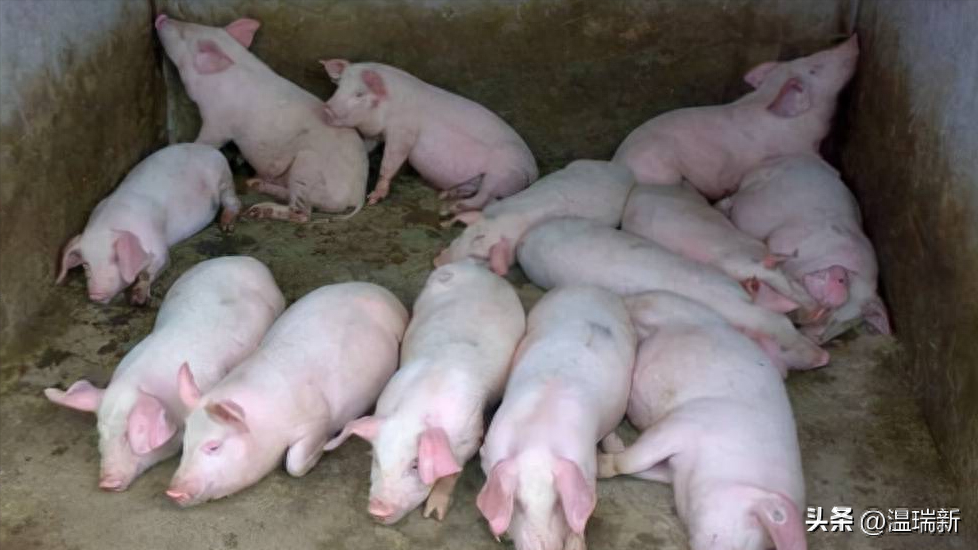猪的主要疫病及其畜牧学控制措施