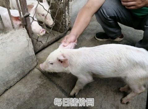 今日仔猪价格：2023年12月8日贵州省仔猪的价格