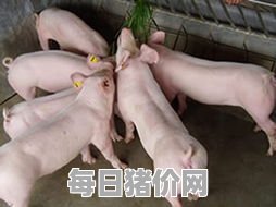 2024-01-24今日猪价，上海市最新猪价，上海市生猪价格行情图表（单位：元/斤）