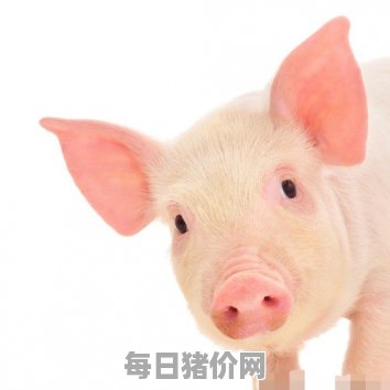 今日仔猪价格：2023年12月11日贵州省仔猪价格表