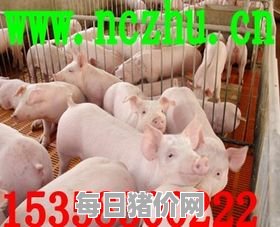 今日仔猪价格：2023年12月11日甘肃省仔猪价格行情走势