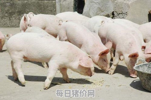 2023-12-13今日猪价，山东省最新猪价，山东省生猪价格行情图表（单位：元/斤）