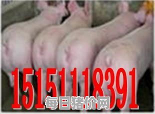 今日仔猪价格：2024年1月23日山东省今日仔猪价格表