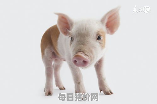 今日仔猪价格：2023年12月11日山西省仔猪价格走势