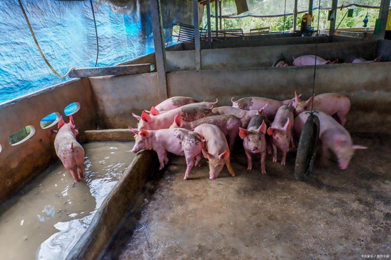 怎样去判断猪有没有生病呢？