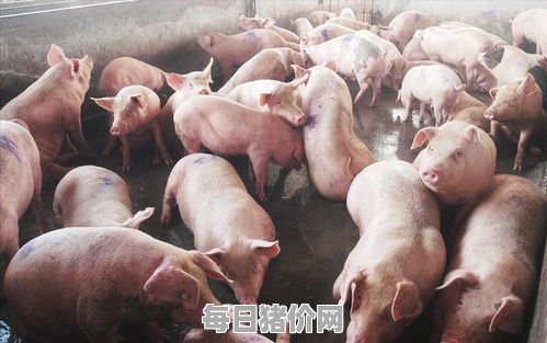 2024-01-25今日猪价，内蒙古最新猪价，内蒙古生猪价格行情图表（单位：元/斤）