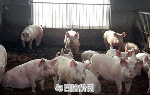2024-01-27今日猪价，广西最新猪价，广西生猪价格行情图表（单位：元/斤）