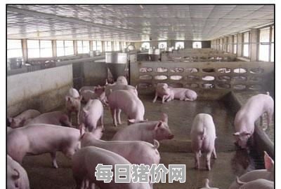 今日仔猪价格：2024年2月1日江苏省仔猪价格行情走势